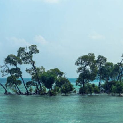 Discover the Magic of Andamans